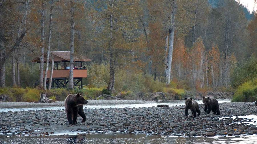 Grizzly bear and cubs on the rocky shore