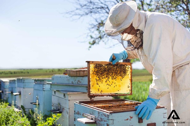 beekeeper near a beehive harvesting honey