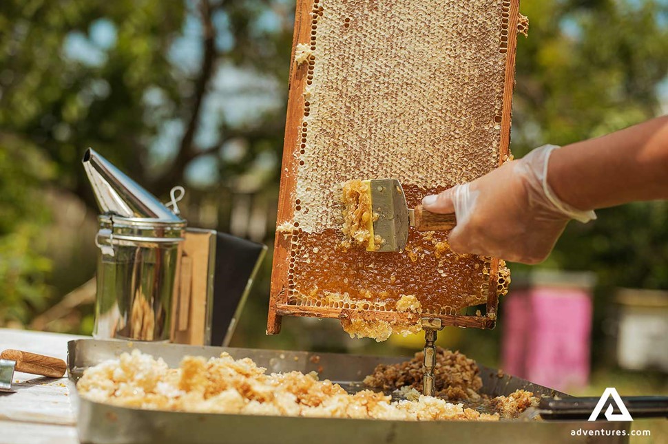 honey extraction from honeycombs by a beekeeper