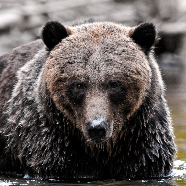 Grizzly bear and wildlife viewing safari from a lodge