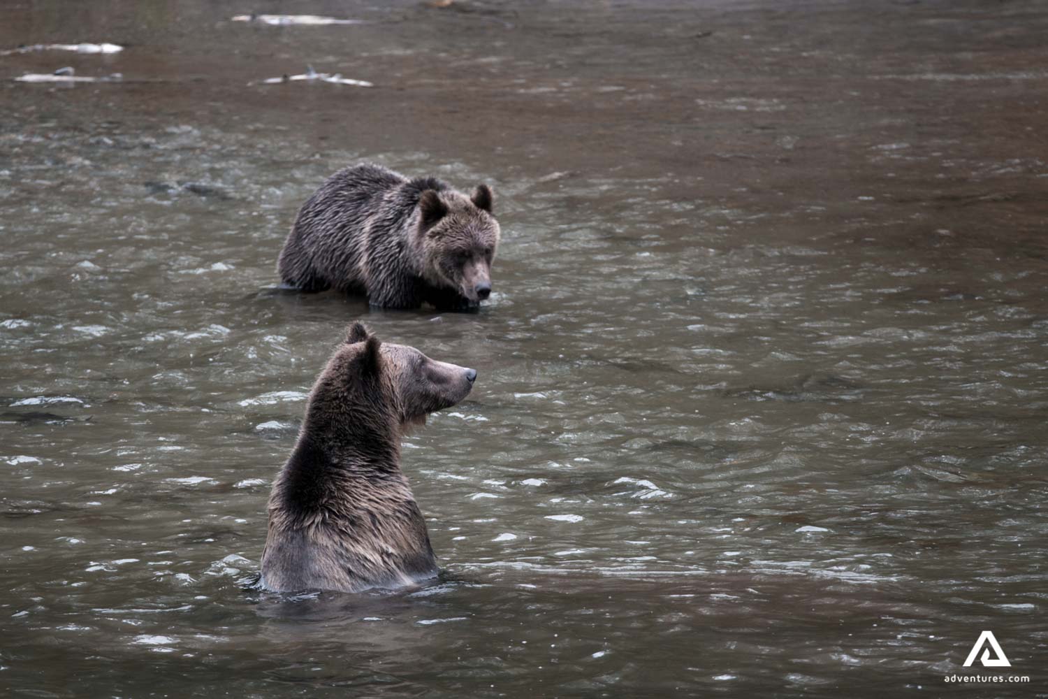 Grizzly bears swimming