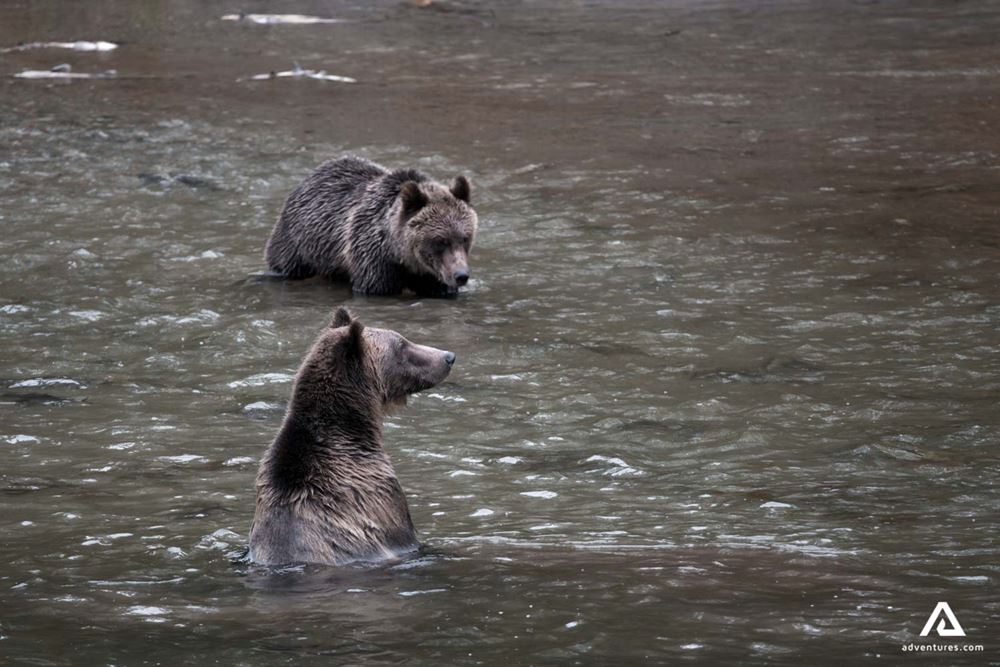 Grizzly bears taking bath