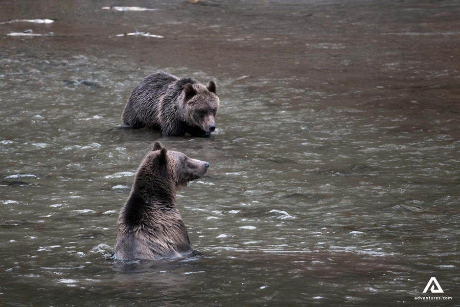 Grizzly bears taking bath