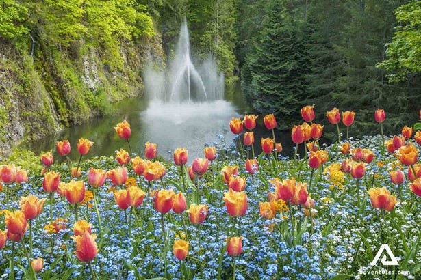 Butchart Gardens Colourful Flowers and small waterfall