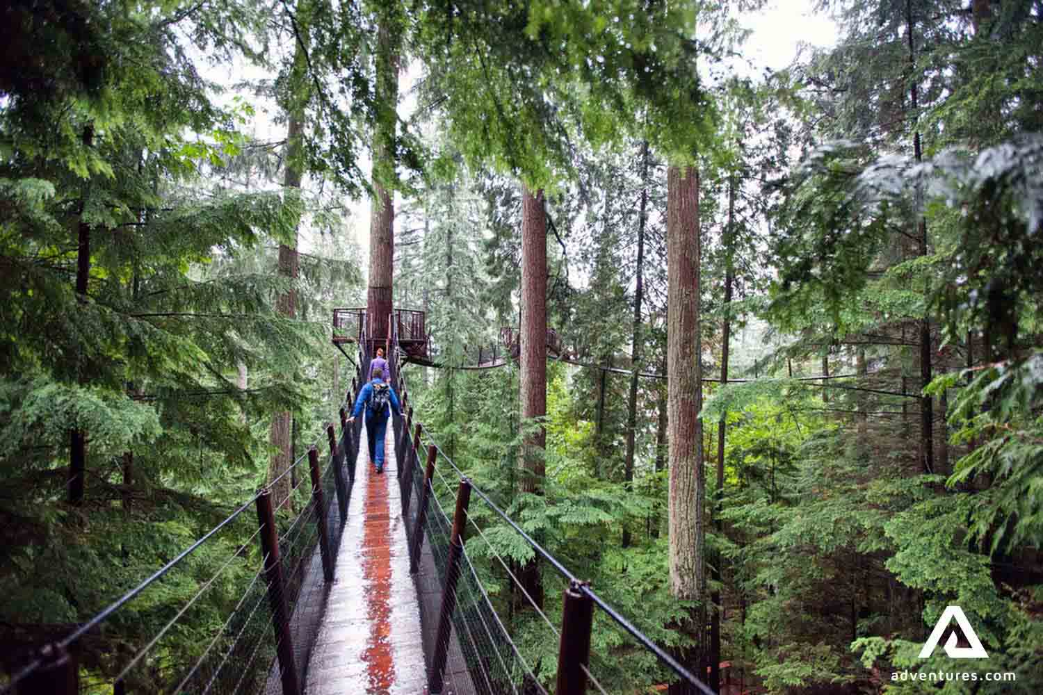 Capilano Suspension Bridge in a forest