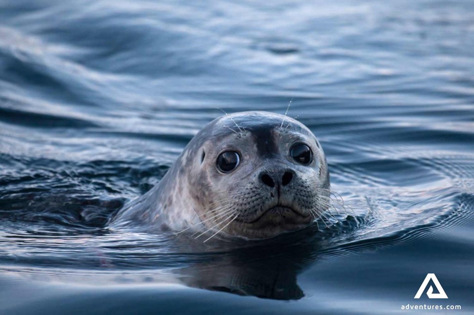 seal swimming near kirkjufell in snaefellsnes