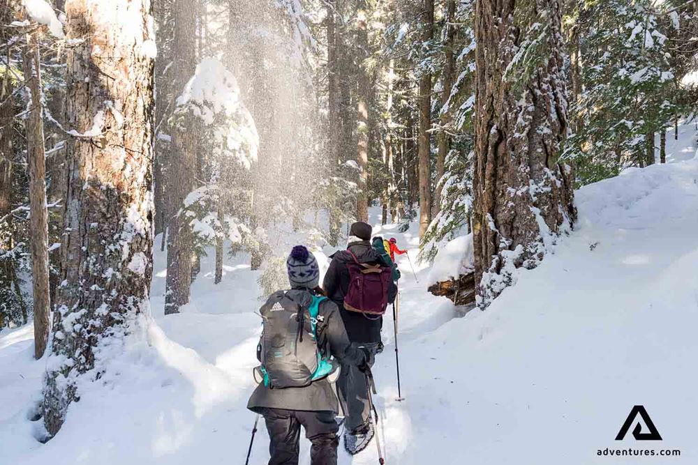 backcountry skiing in a forest