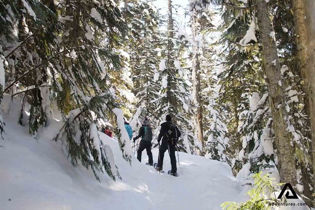 hiking in winter through a forest in whistler canada