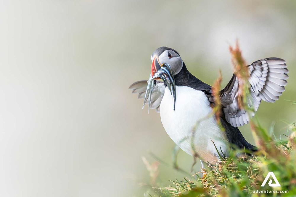 puffin with fish in it's beak