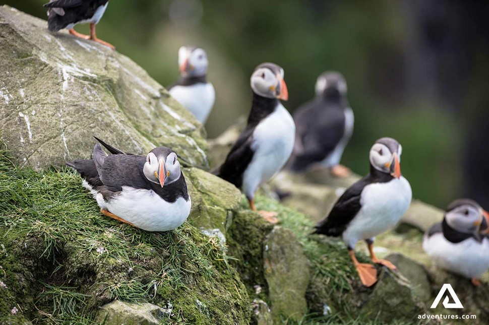 group of puffins in faroe islands near cliffs