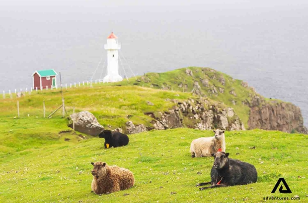 sheep resting near akraberg lighthouse