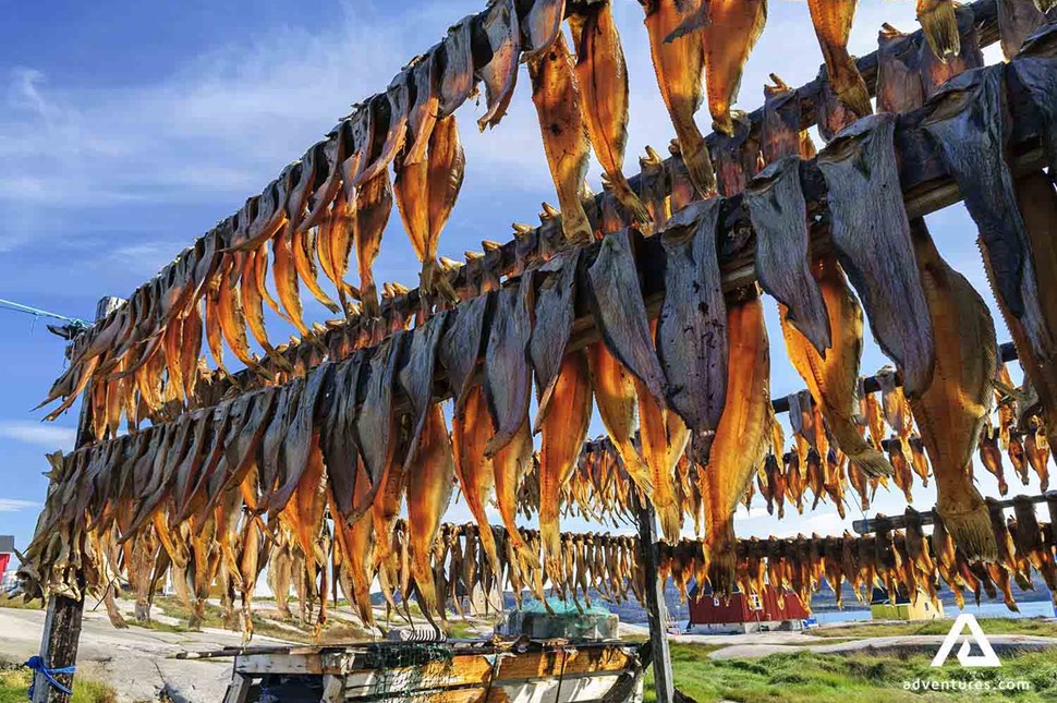 cod fish drying in the sun