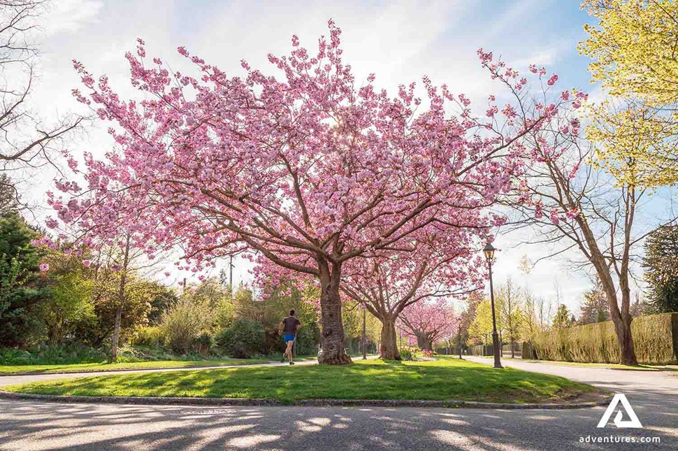 bright pink cherry blossom tree in canada