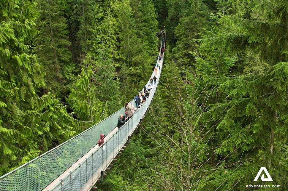 suspension bridge in a deep forest in canada