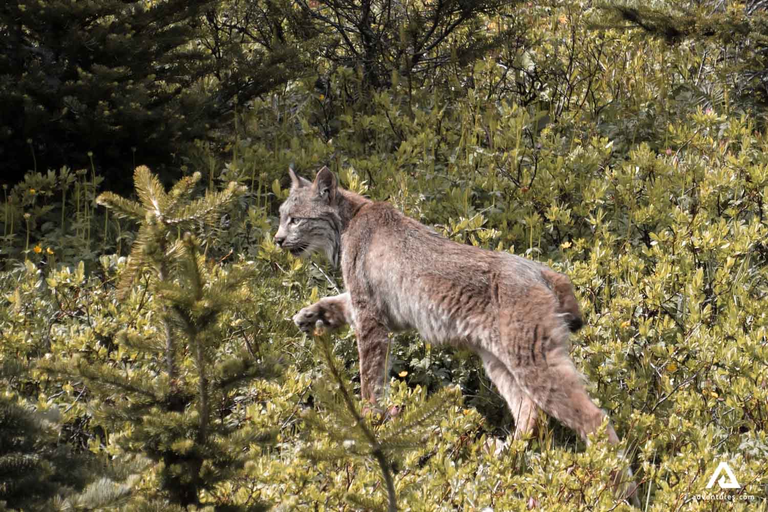 Canadian lynx