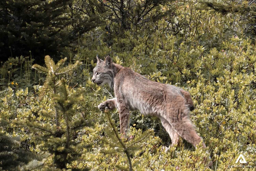 Lynx in Canada's forest