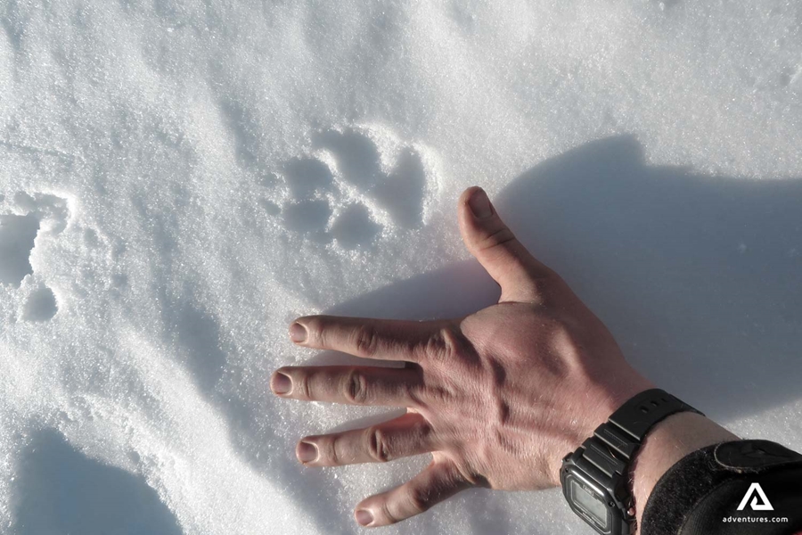 Polar bear footprint in Arctic