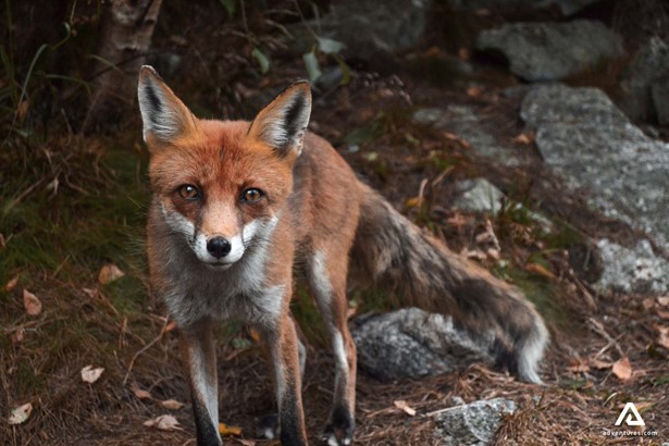 Fox with beautiful eyes