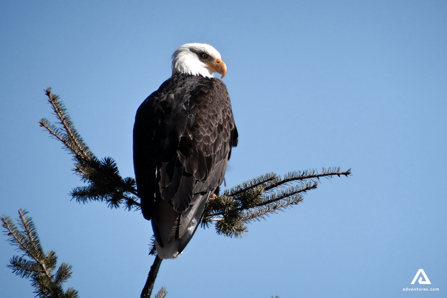 Bald eagle watching in Canada