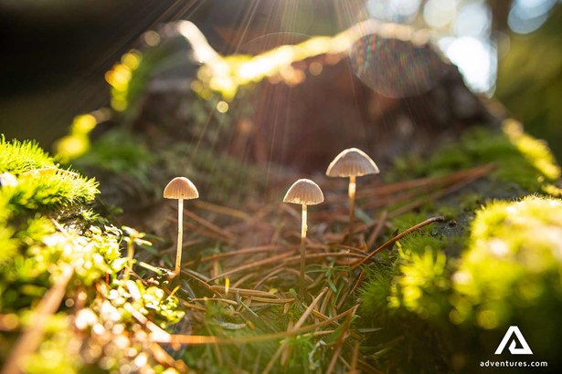 tiny mushroom in canada