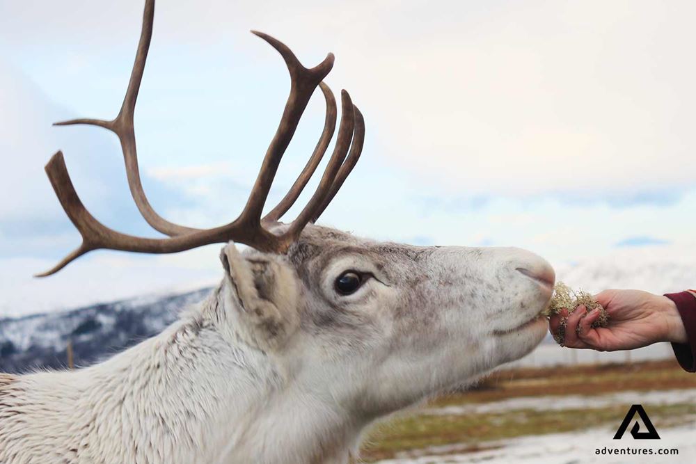 feeding a reindeer