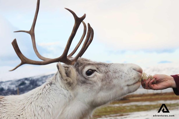 feeding a reindeer in norway