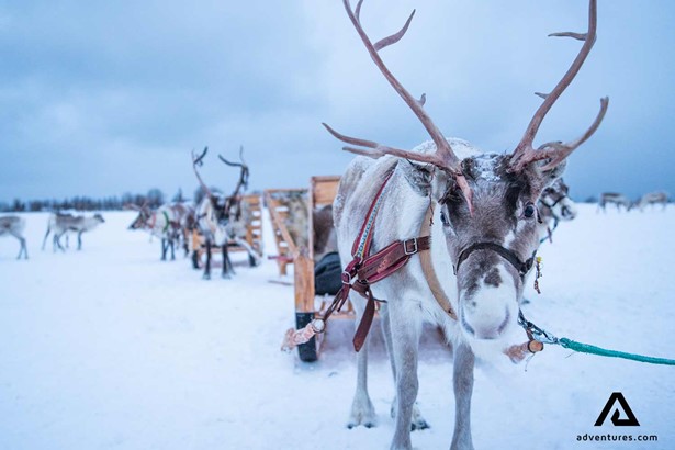 reindeer close-up view in winter in norway