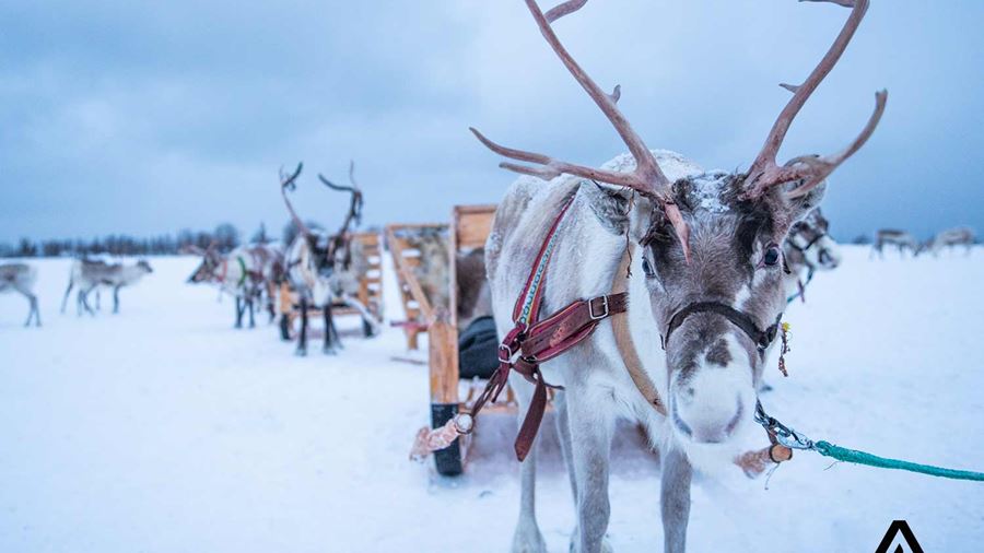 reindeer close-up view in winter