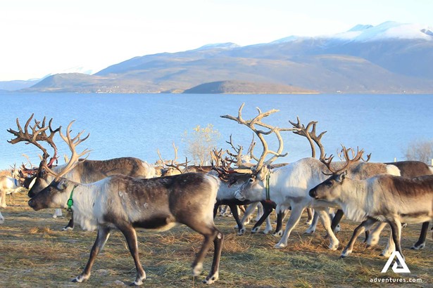 herd of reindeers in summer at a fjord