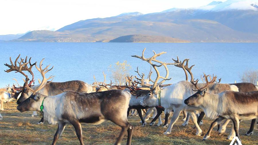 herd of reindeers in summer