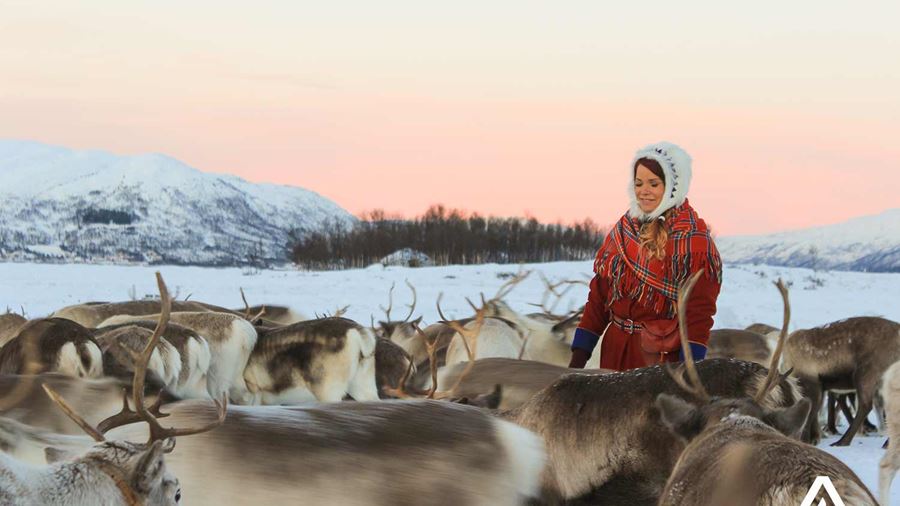 woman walking near herd of reindeers