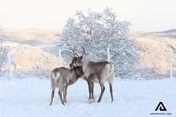 two reindeers roaming in winter