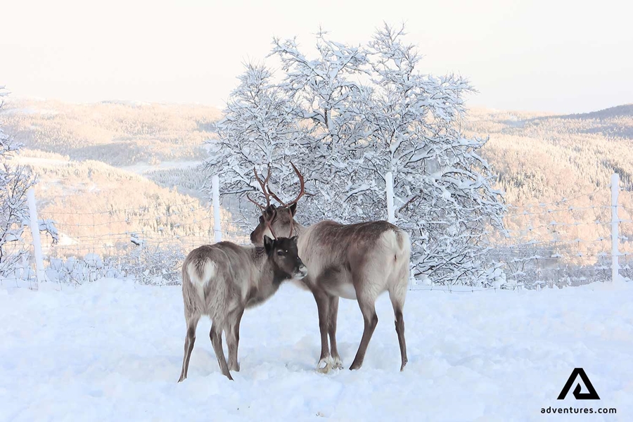 two reindeers roaming