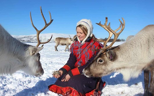 Long Reindeer Sledding, Feeding and Sami Culture