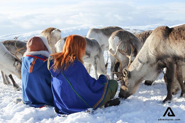 petting roaming reindeers in norway