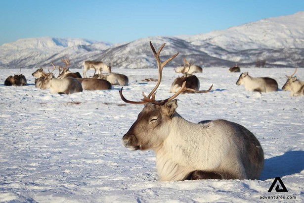 reindeers relaxing in winter in norway