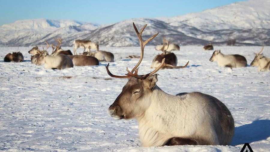 reindeers relaxing in winter
