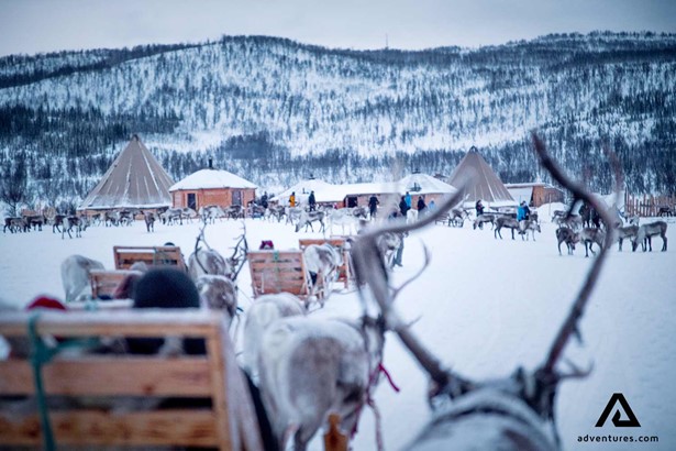 reindeers sledding base camp in norway at winter