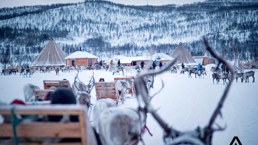reindeers sledding base camp