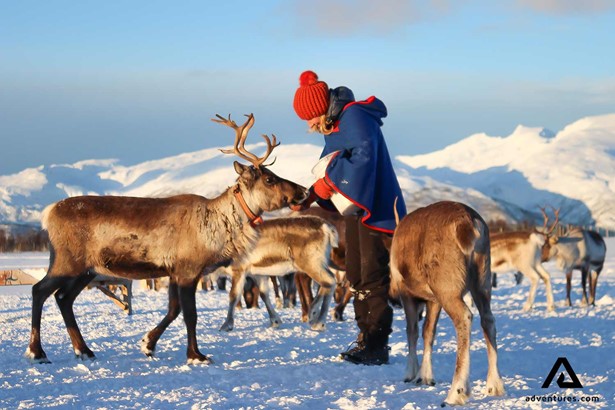 petting a herd of reindeers in norway at sunset