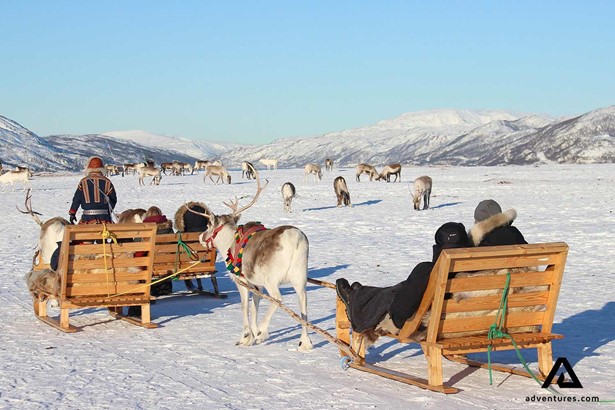 reindeer winter sledding group tour in norway