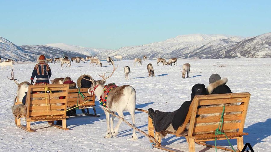 reindeer winter sledding group tour