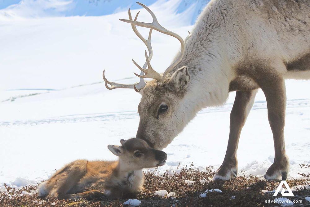 baby reindeer in norway