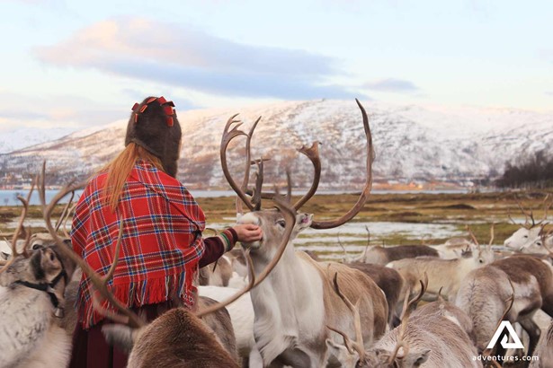 feeding and petting reindeers in norway
