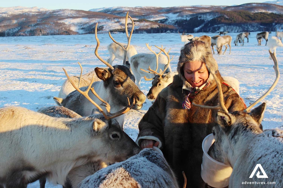 woman in a fur coat petting reindeers