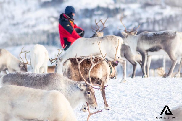 roaming reindeers in winter in norway