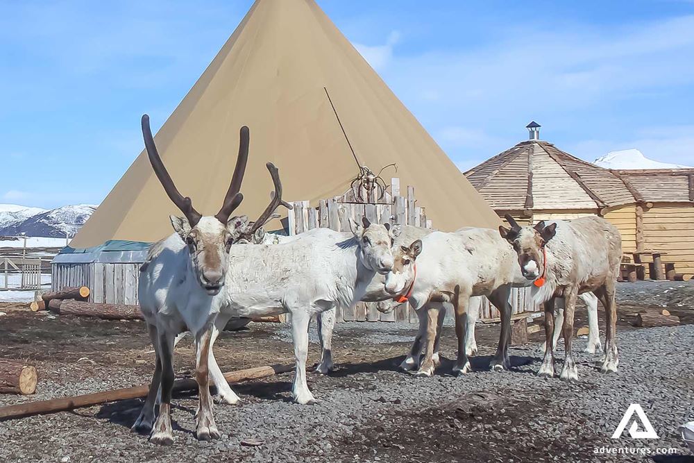 reindeers walking near sami tents