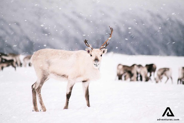 white reindeer in winter 