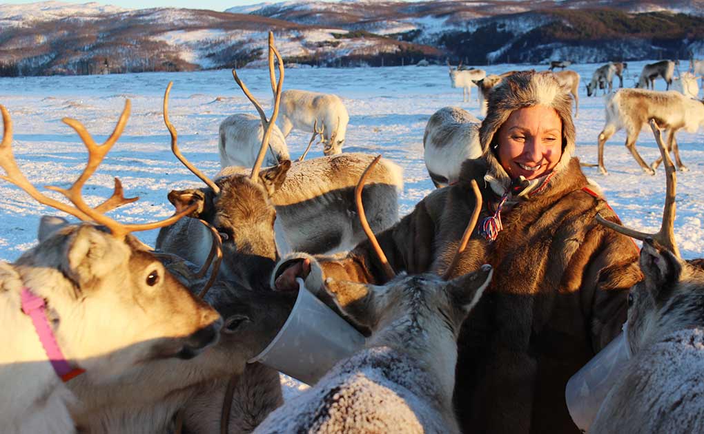 Reindeer Feeding and Sami Culture