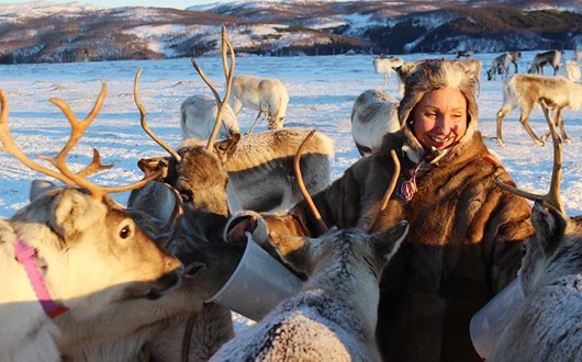 Reindeer Feeding and Sami Culture